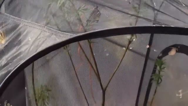 Tiger Swallowtails смотреть онлайн