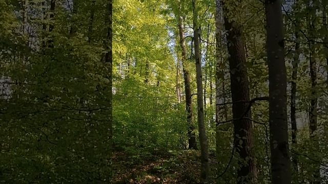 Лес поздней весной. Май 2021. смотреть онлайн
