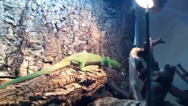 www.MyReptile.ru_Варан изумрудный (Varanus prasinus) смотреть онлайн