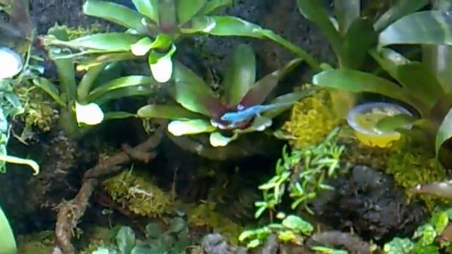 Geckos (Lygodactylus williamsi) смотреть онлайн