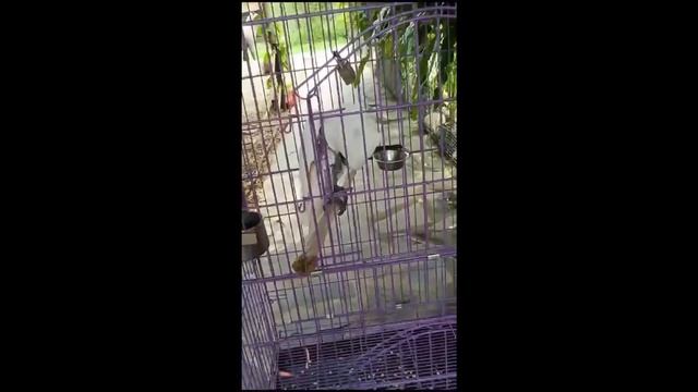 hewan hewan di Jasmine Park смотреть онлайн