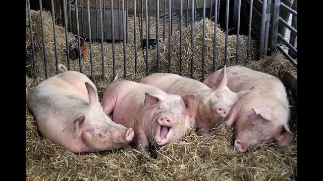 смотреть смешные животныеwatch funny animals смотреть онлайн