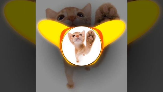 И я такой пау пау пау - nyan_mp3 / Версия из тиктока,Оригинальная версия,Ускоренная версия(speed up смотреть онлайн