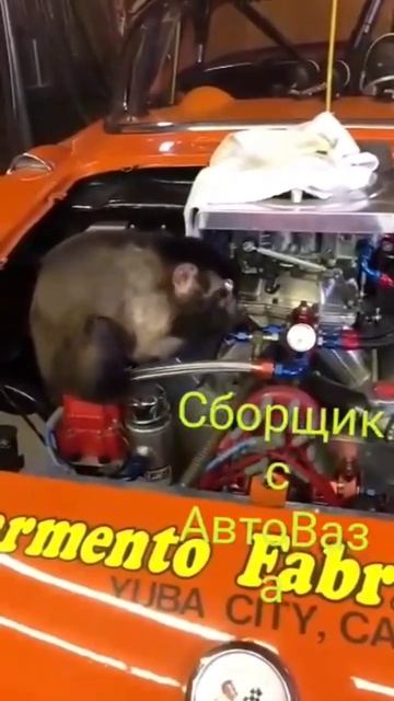 Обезьяна собирает мотор #обезьяна #приколы смотреть онлайн