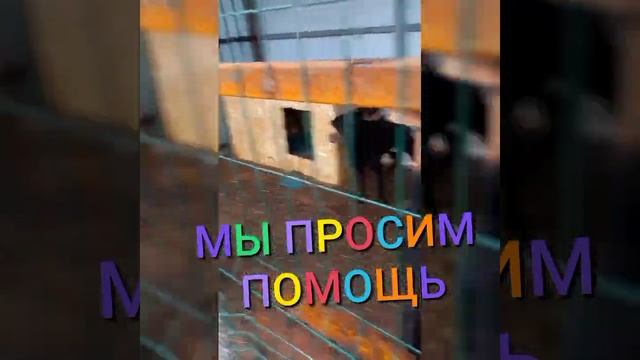 У НАС ОЧЕНЬ БОЛЬШАЯ ПРОБЛЕМА - ДОЖДЕМ ЗАЛИВАЕТ ВОЛЬЕРЫ. смотреть онлайн