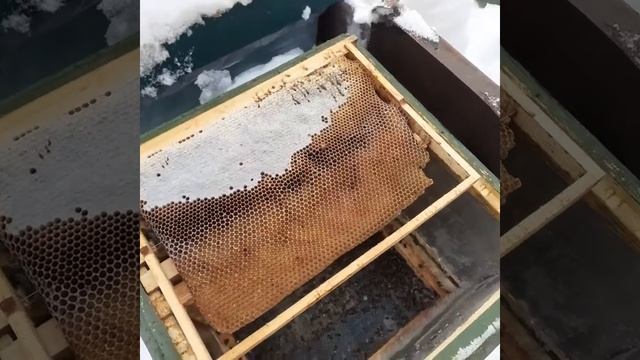 07.02.2022 на пасеке. смотреть онлайн
