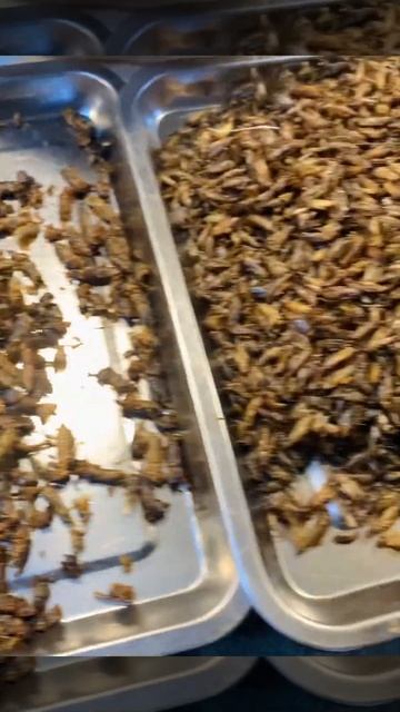 Laos Night Market Food - Deep Fried Insects: crickets, grasshoppers… смотреть онлайн