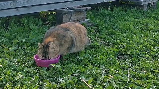 В деревню! Про бездомного серого котика и не только..