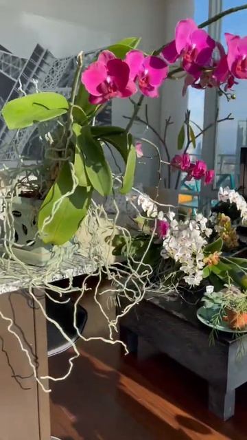 Orchid season смотреть онлайн