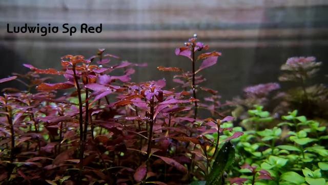 Ludwigia Sp Red смотреть онлайн