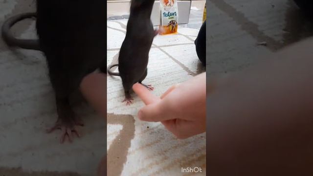 Кормление и уход за крысами #rats#крысы#хвостики#шерлок#ватсон#милашки#уходзакрысами#кормдлякрыс смотреть онлайн