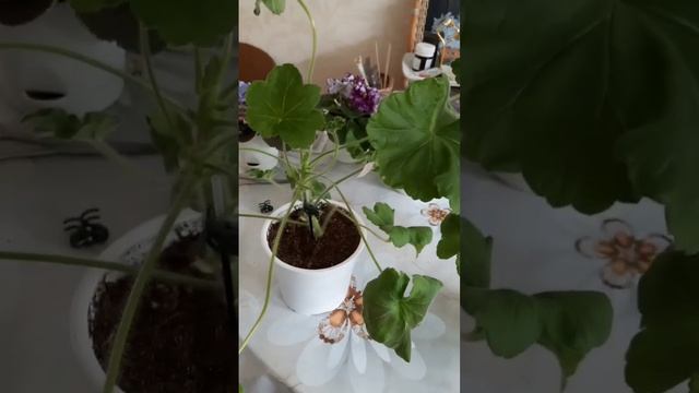 Пеларгония Rosebud Astrid, ТА Эмануэль не Эмануэль. смотреть онлайн