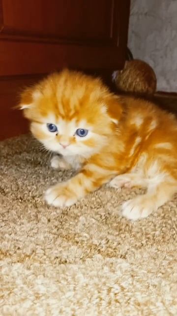 котёнок потерялся! смотреть онлайн