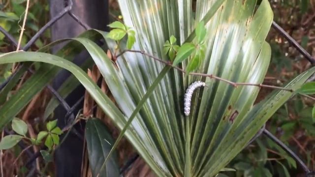 Zebra Longwing Butterfly (Heliconius charitonia) Caterpilla смотреть онлайн