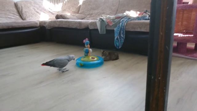 Попугай играет с котенком смотреть онлайн