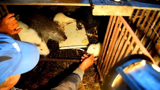Про нутренят і покращення умов для корів смотреть онлайн