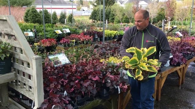 Heuchera, Hosta, Hellebore смотреть онлайн