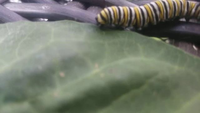 Caterpillar