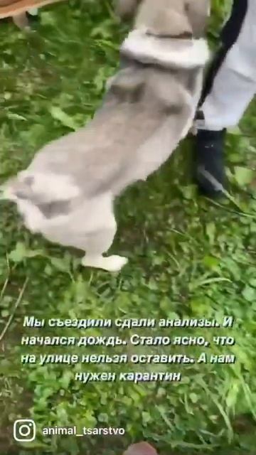 У нас все прошло успешно. #животные #домашниеживотные #собаки смотреть онлайн