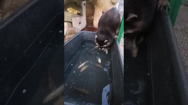 слепой енот тоже порыбачил #енотилюша #помощьбездомнымживотным #ямыилюша #анапа смотреть онлайн