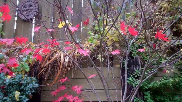The Falling Leaves Music Video.mp4 смотреть онлайн