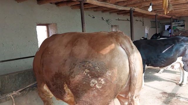 Simental buqani 1 tonna Zo‘ri 👍😱 ZOTga DEHQON akada Ko‘ring. ☎️935373130 смотреть онлайн