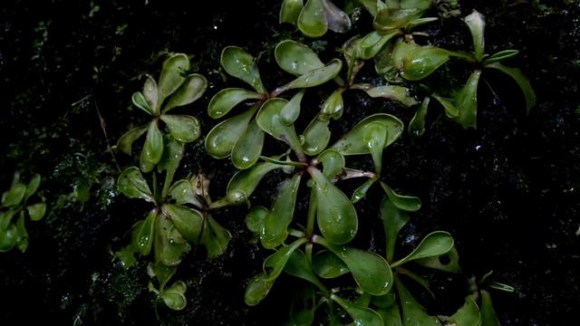 Pinguicula emarginata in situ смотреть онлайн