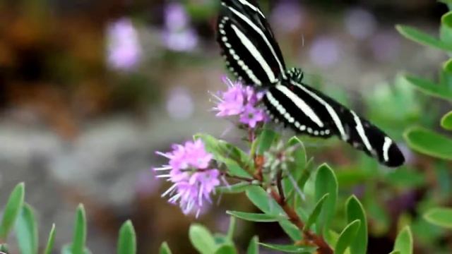 Most Beautiful Butterfly in The World || Amazing Butterfly смотреть онлайн