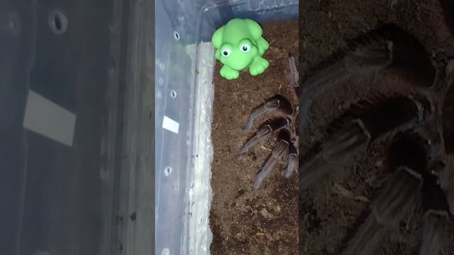 Lovely Females #youtubeshorts #shortvideo #reels смотреть онлайн