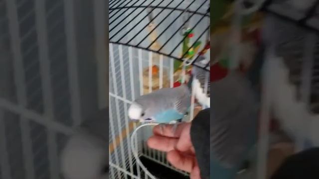 Mad Amethyst Throws Keys & Eats Pretzel🥨 смотреть онлайн