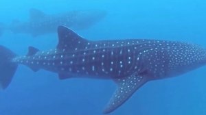 Обучающее видео для детей. Много игрушек для детей. Морские и домашние животные