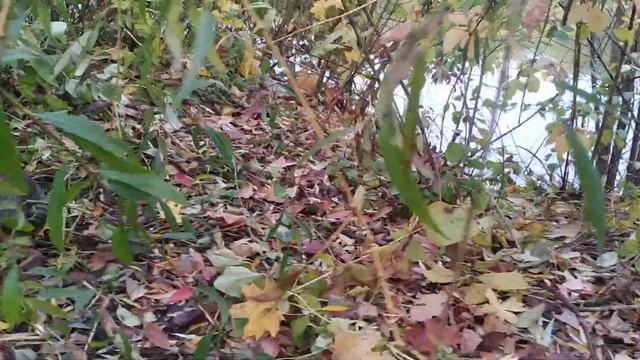 Котик Ирбис. Один возле речки