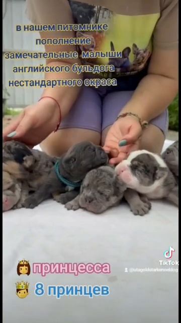 #yummy #собака #food #животные #питомцы #топ #бульдоги #собаки #счастье #английскийбульдог #друг смотреть онлайн