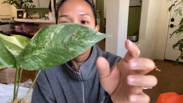 Epipremnum Pinnatum Variegata | Plant Mail Unboxing