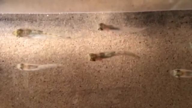 Synth Fish - Larval red drum смотреть онлайн