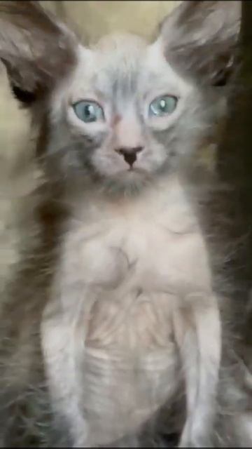 Украинский Ликой ищет семью, как вам такая порода ? Ukrainian Lykoi, similar to a Werewolf. #cat смотреть онлайн