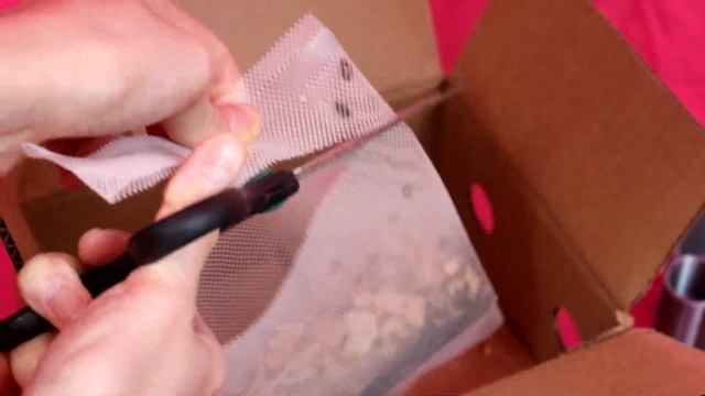 (Part 1) I Released 1,500 Ladybugs Inside My House - A Battle Against Aphids смотреть онлайн