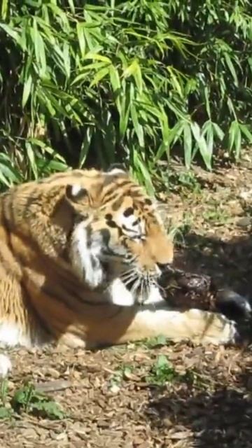 САМАЯ БОЛЬШАЯ КОШКА - ТИГР | ИНТЕРЕСНЫЕ ФАКТЫ О ЖИВОТНЫХ смотреть онлайн