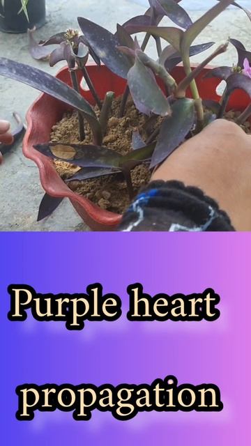 purple heart 💜 #short #trendy #short смотреть онлайн