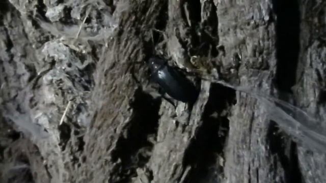 Prionus coriarius at an 800 years old oak tree in Lusatia 06.07.2019 смотреть онлайн