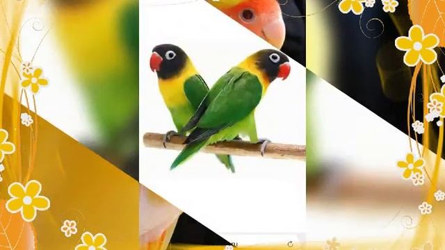 Семья попугаев. смотреть онлайн