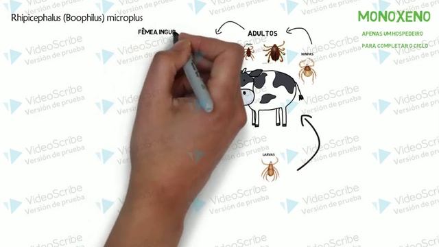 características dos carrapatos de importância veterinária смотреть онлайн