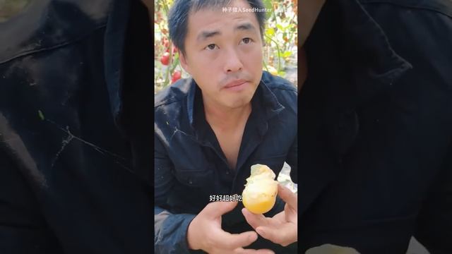 White Queen Tomato Review смотреть онлайн