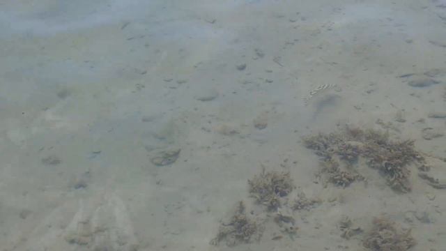 Рыбы Красного моря: незабываемая подводная встреча смотреть онлайн