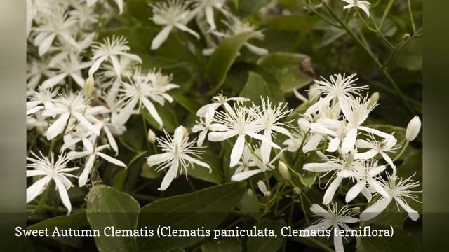 10 Perennial Vines For Shady Areas 🛋️ смотреть онлайн