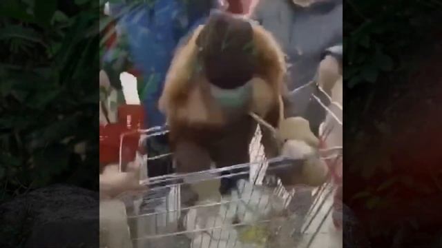 сахарный шимпанзе смотреть онлайн