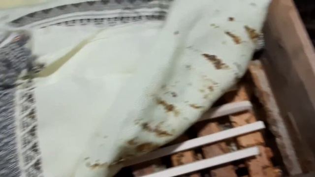 Пчелы в омшанике смотреть онлайн