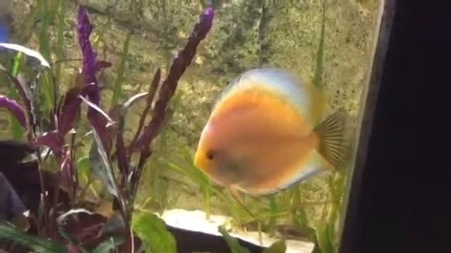my discus 1 смотреть онлайн