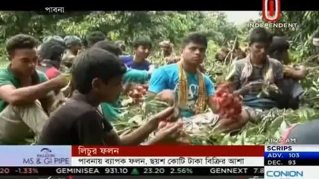 Lychee harvest in Pabna (31-05-2016) смотреть онлайн