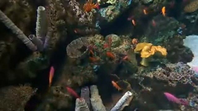 fish 137 смотреть онлайн